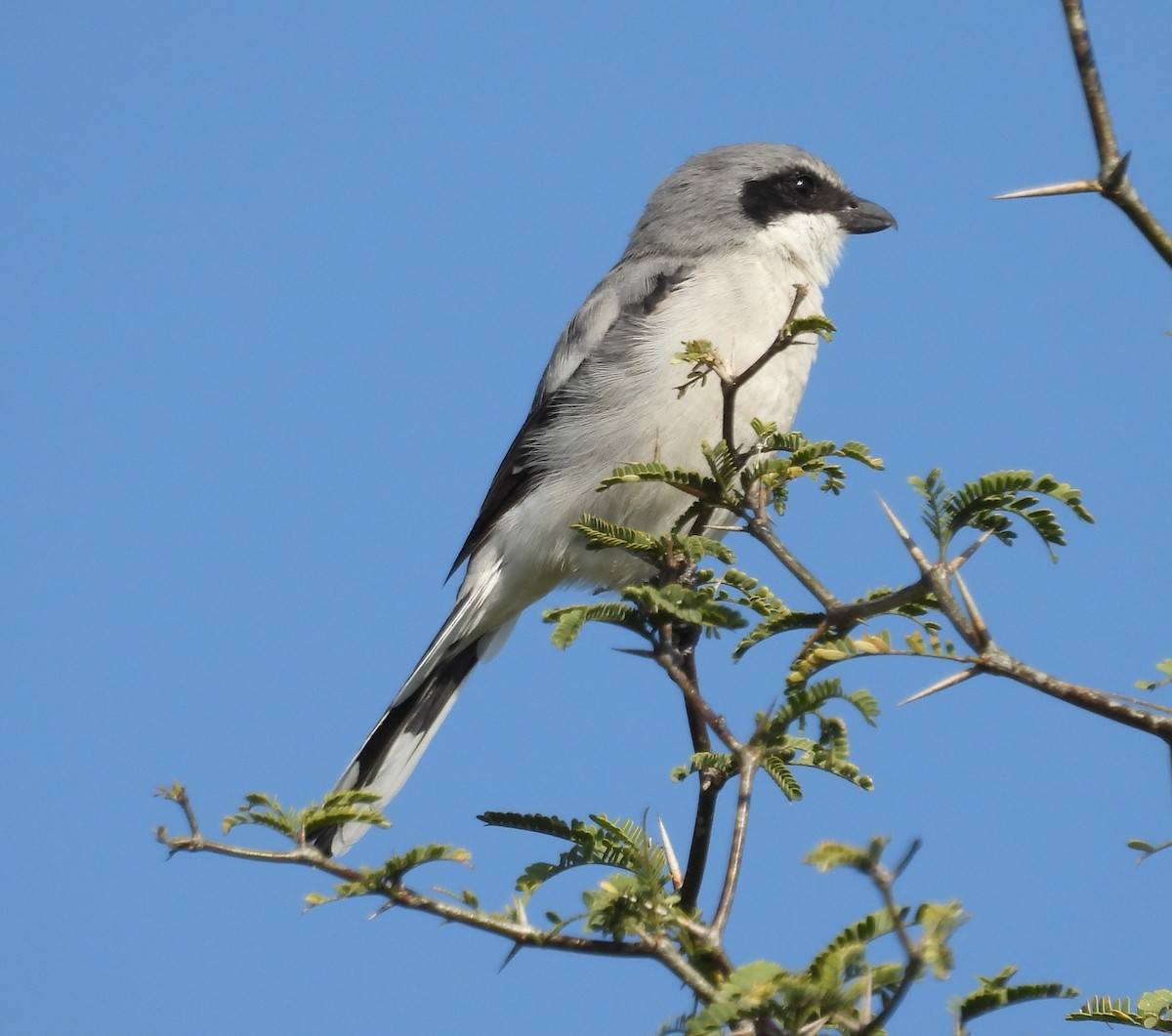 Loggerhead Shrike - ML644319845