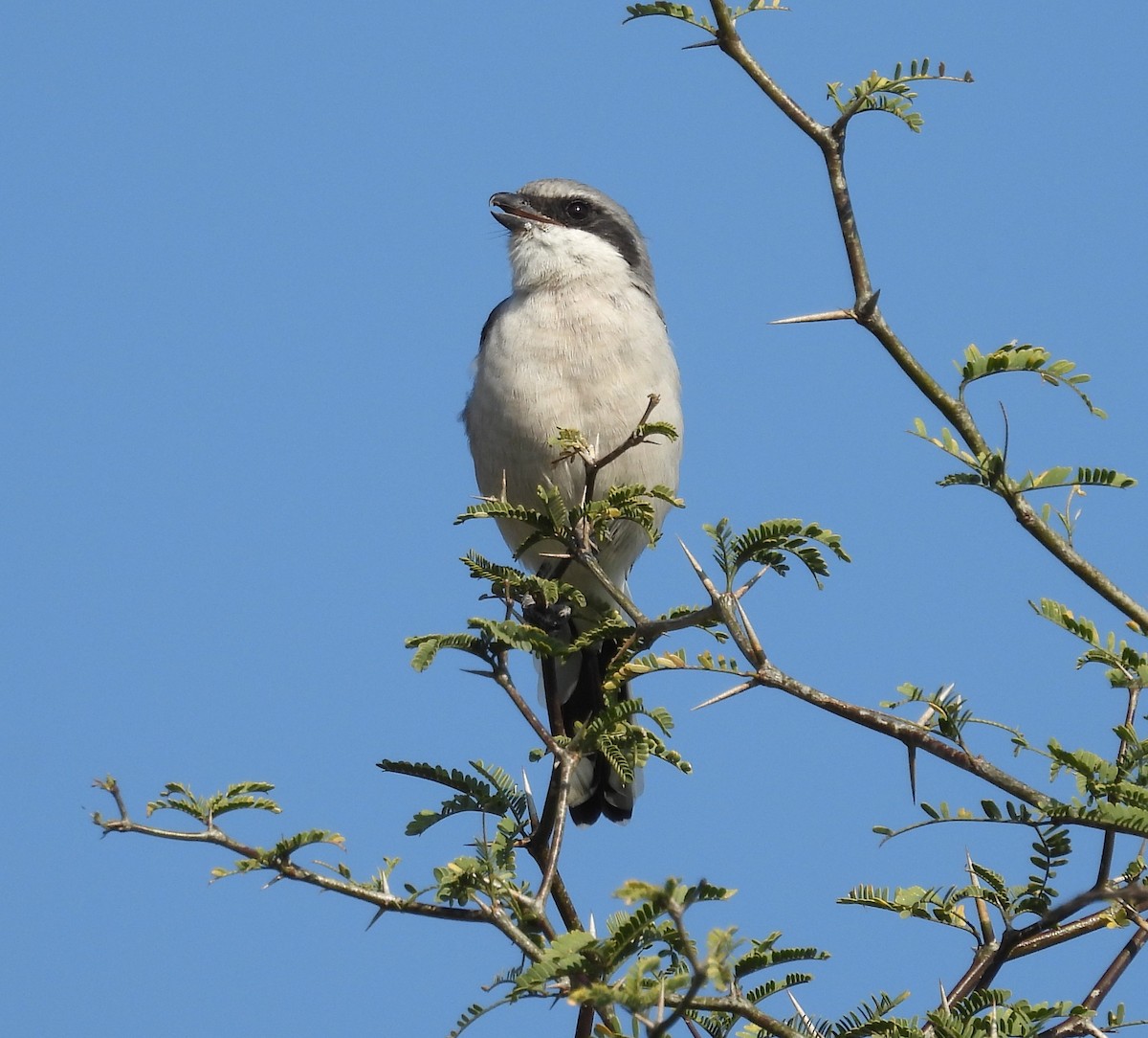 Loggerhead Shrike - ML644319846