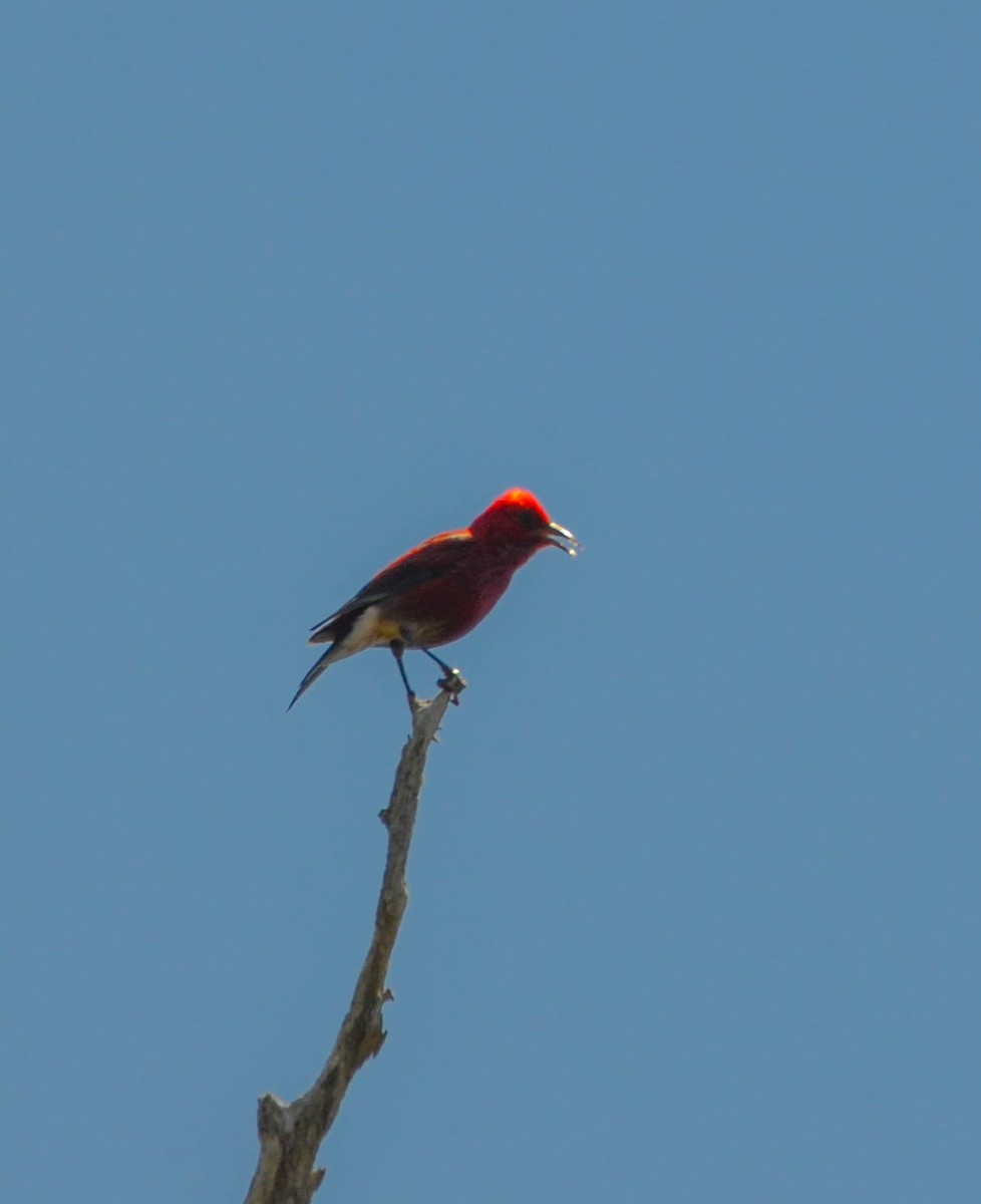 Apapane - ML644319849