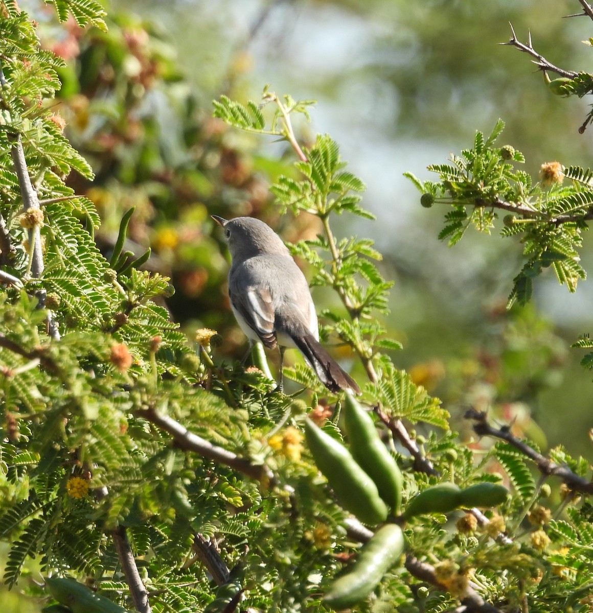 Blue-gray Gnatcatcher - ML644319854