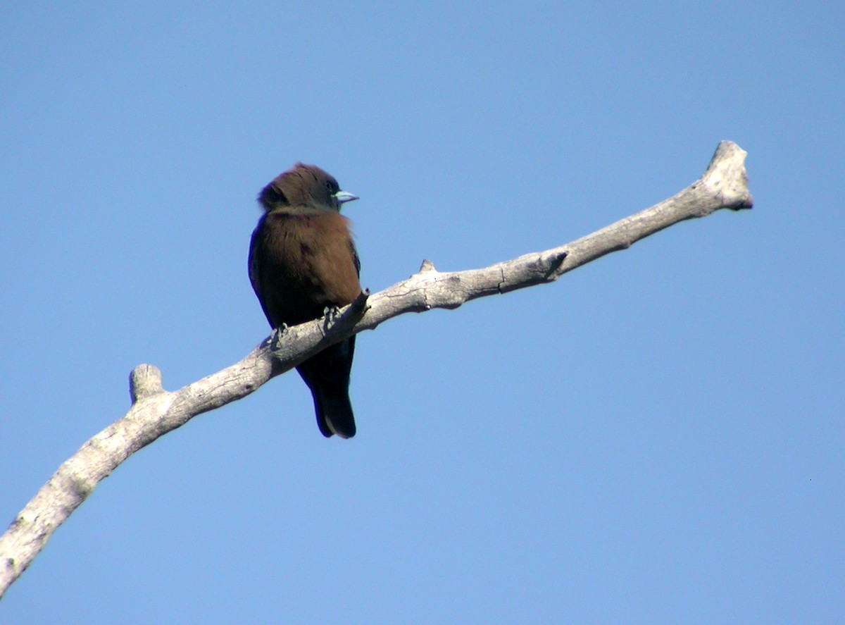Little Woodswallow - ML644319860