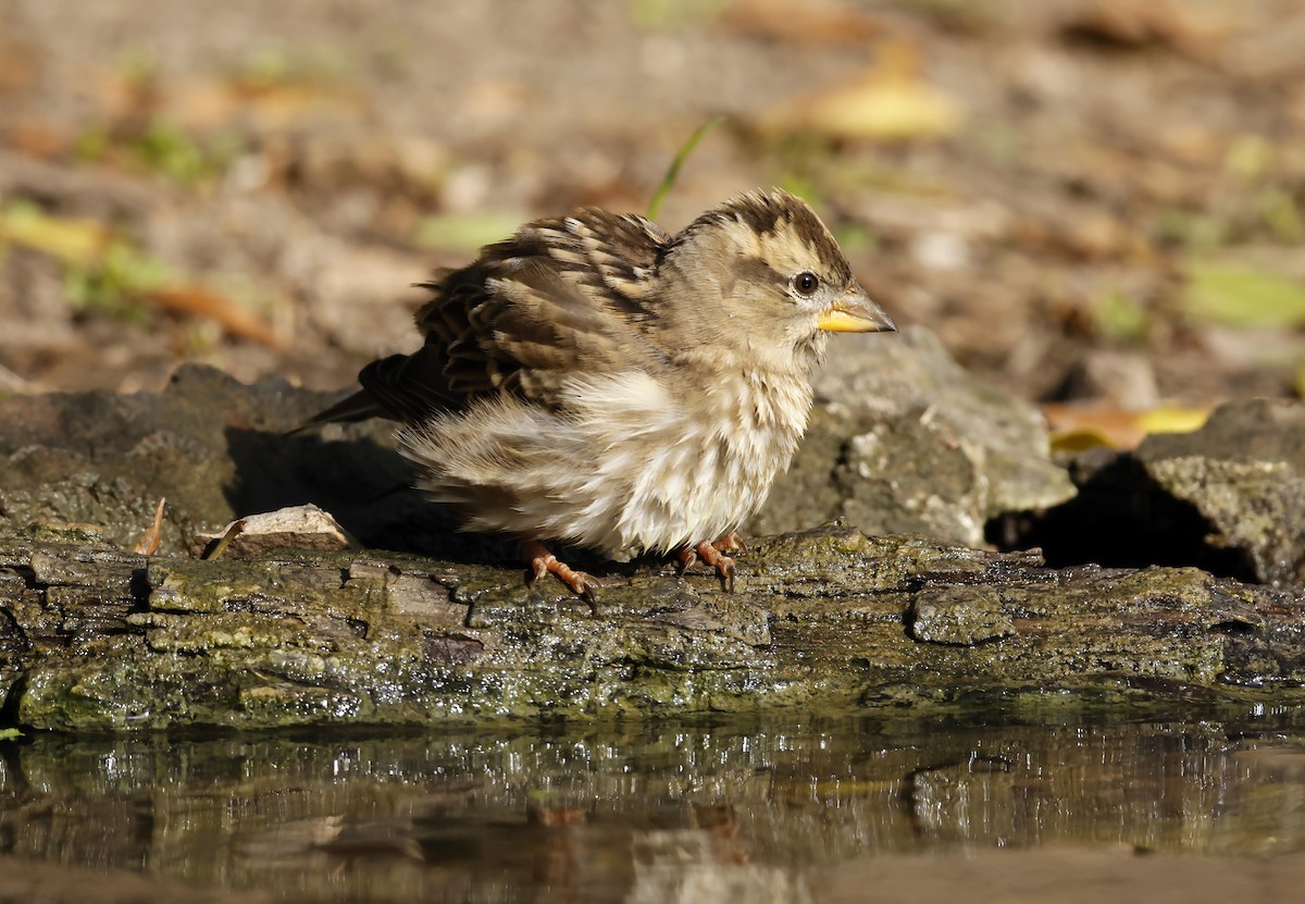 Rock Sparrow - ML644319863