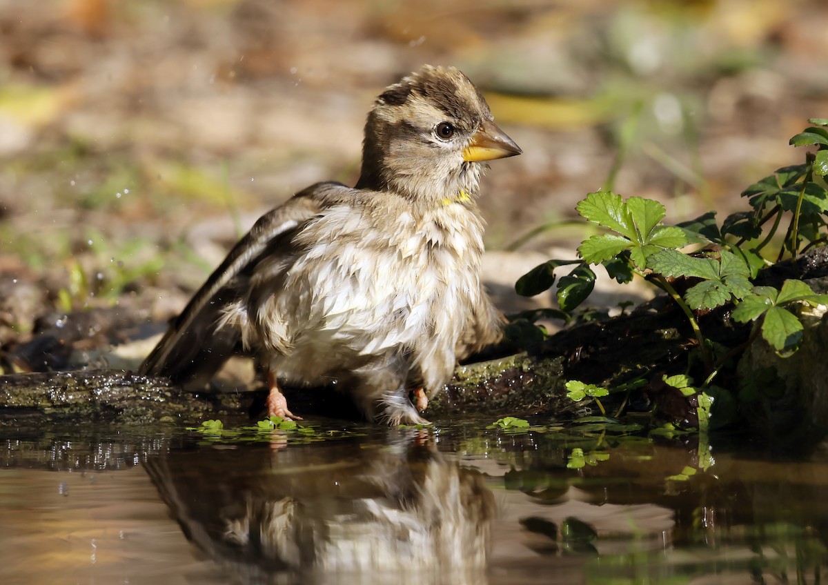 Rock Sparrow - ML644319867