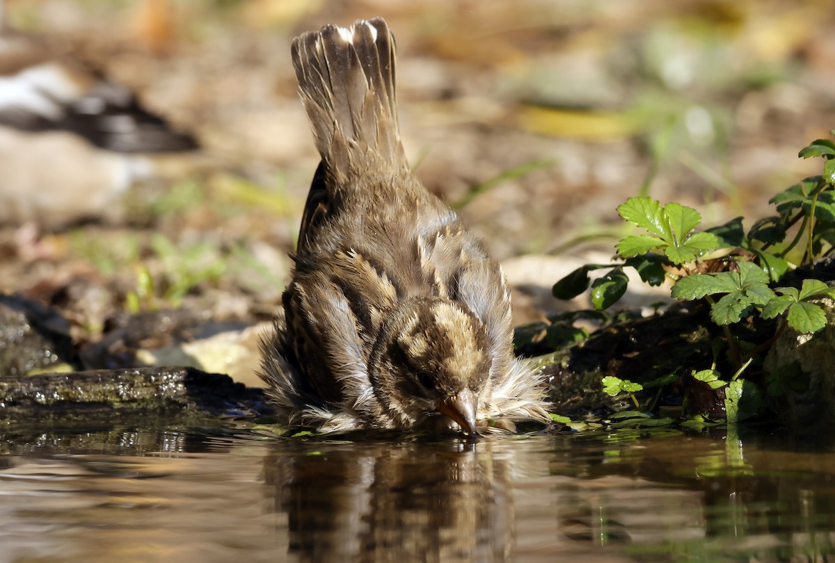 Rock Sparrow - ML644319869