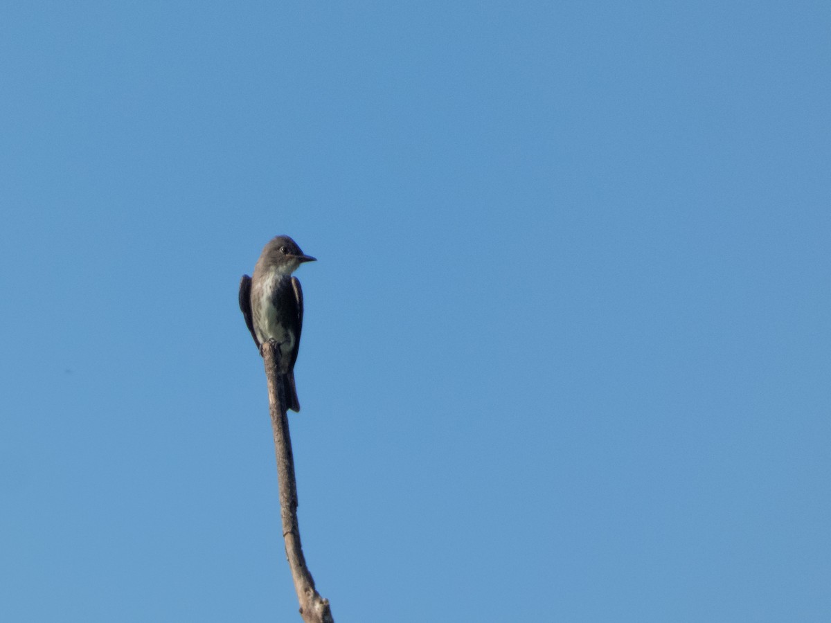 Olive-sided Flycatcher - ML644319872