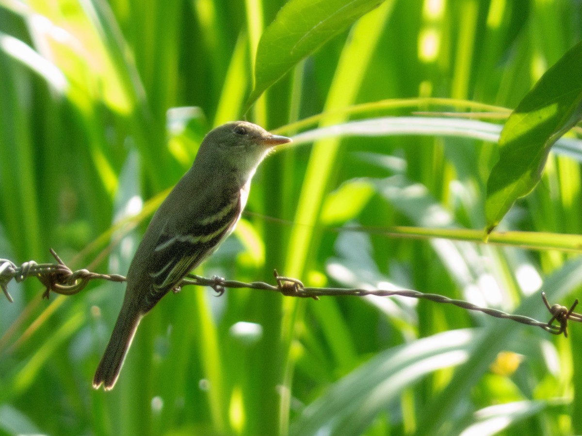 Moucherolle des aulnes ou M. des saules - ML644319878