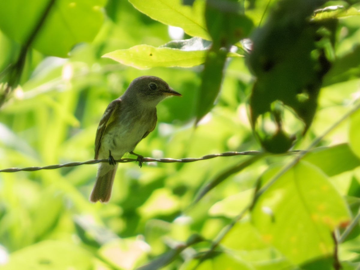 Moucherolle des aulnes ou M. des saules - ML644319879