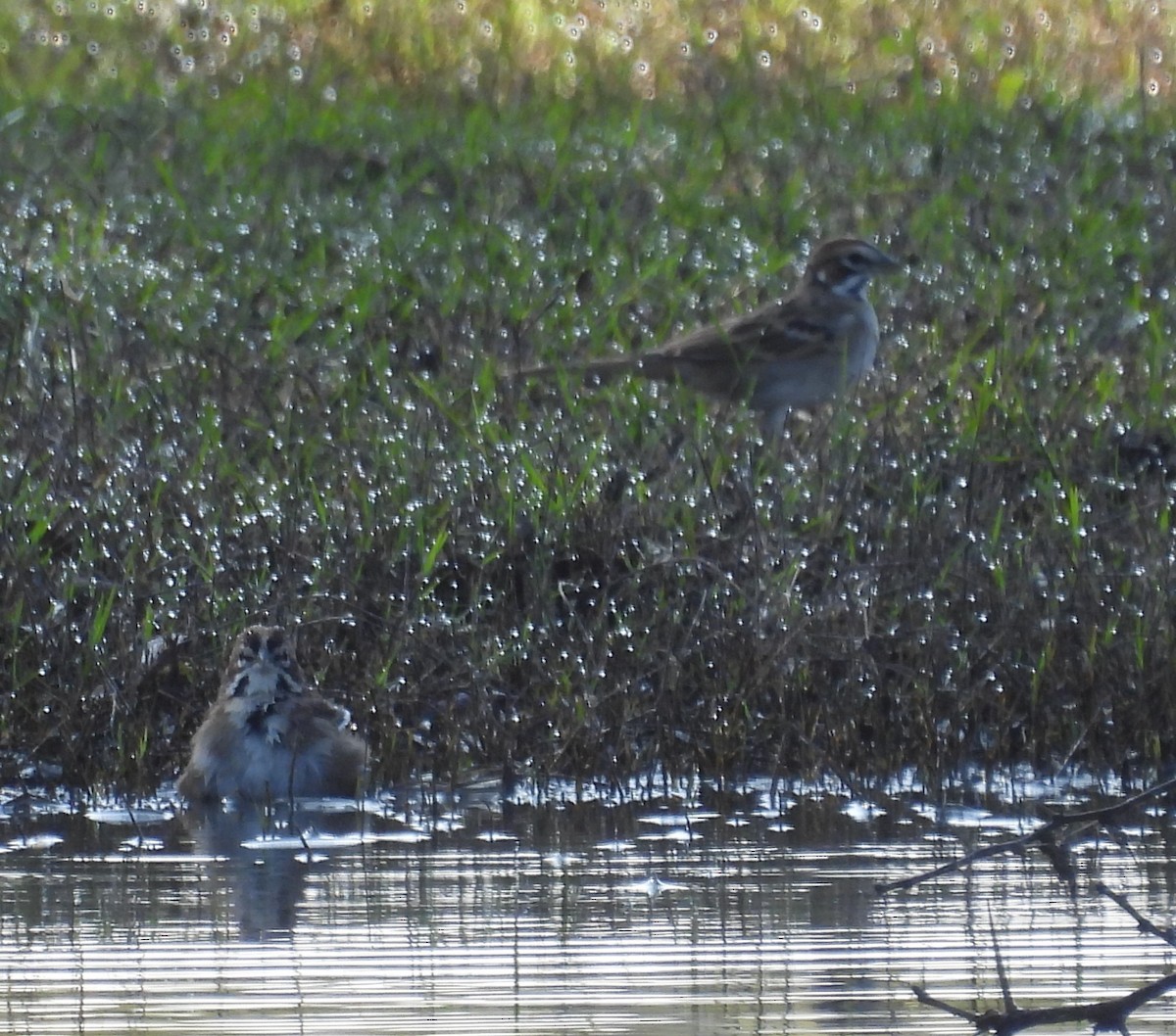 Lark Sparrow - ML644319882