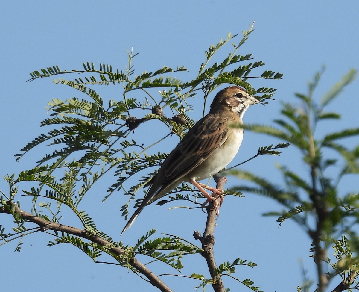 Lark Sparrow - ML644319883