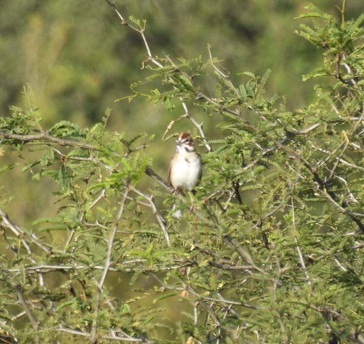 Lark Sparrow - ML644319884