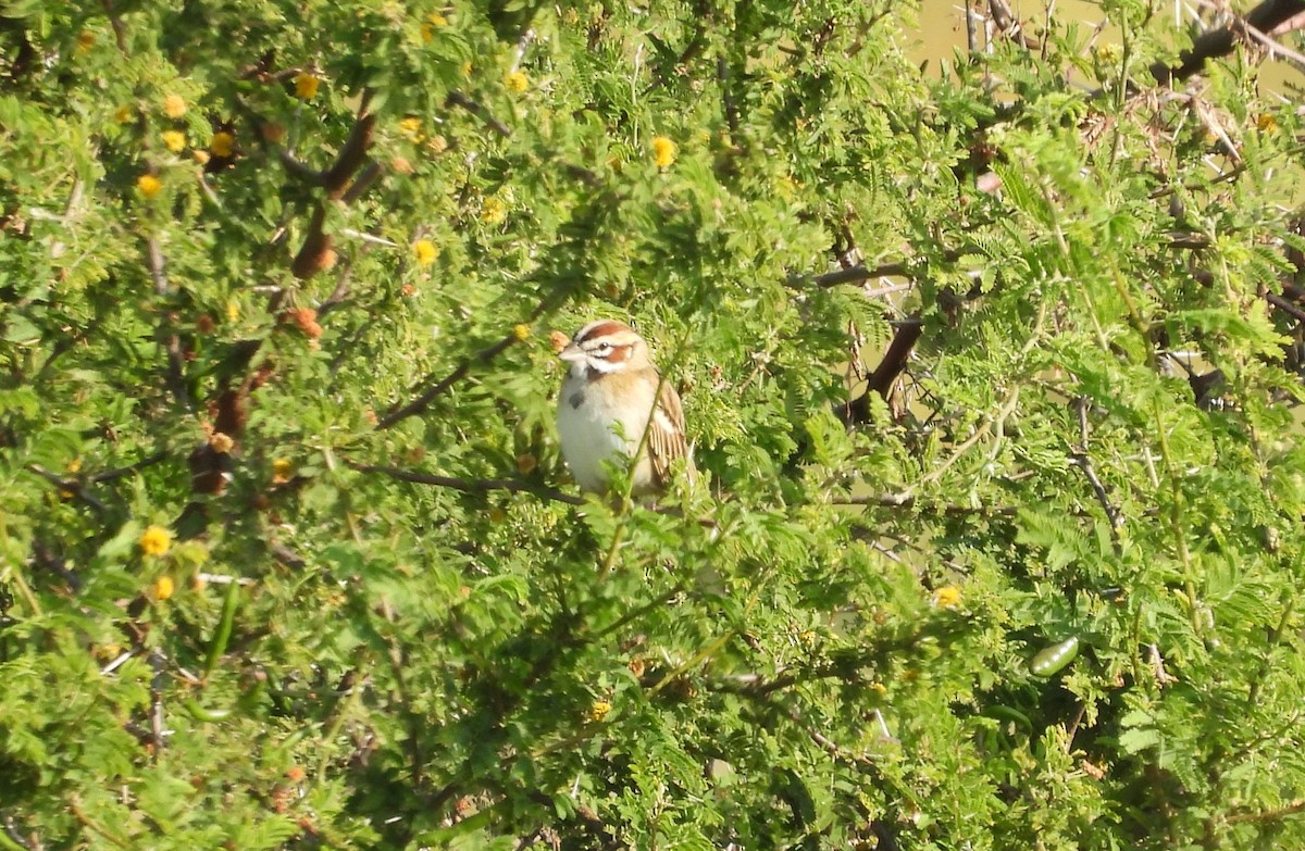Lark Sparrow - ML644319885