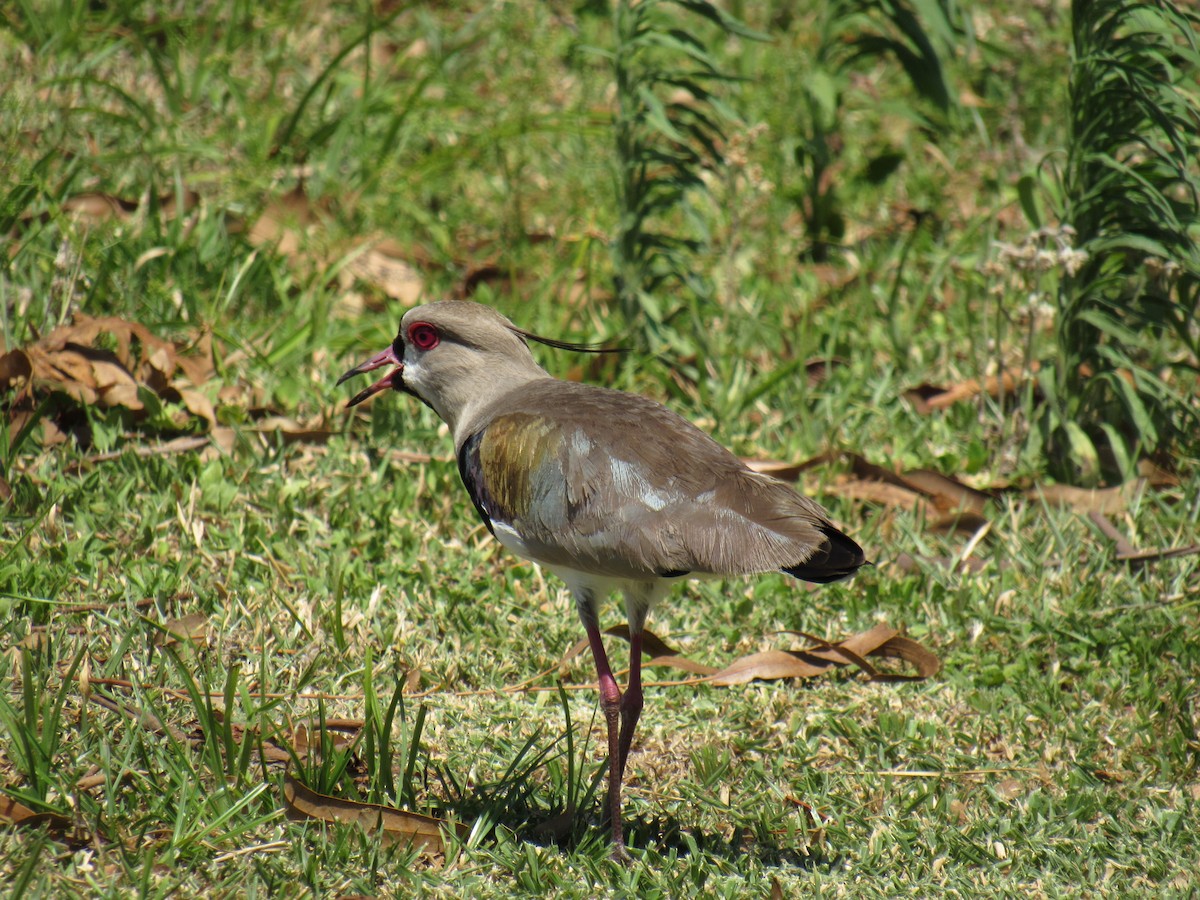 Southern Lapwing - ML644319890