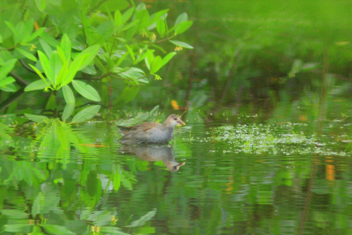 アメリカバン - ML644319891