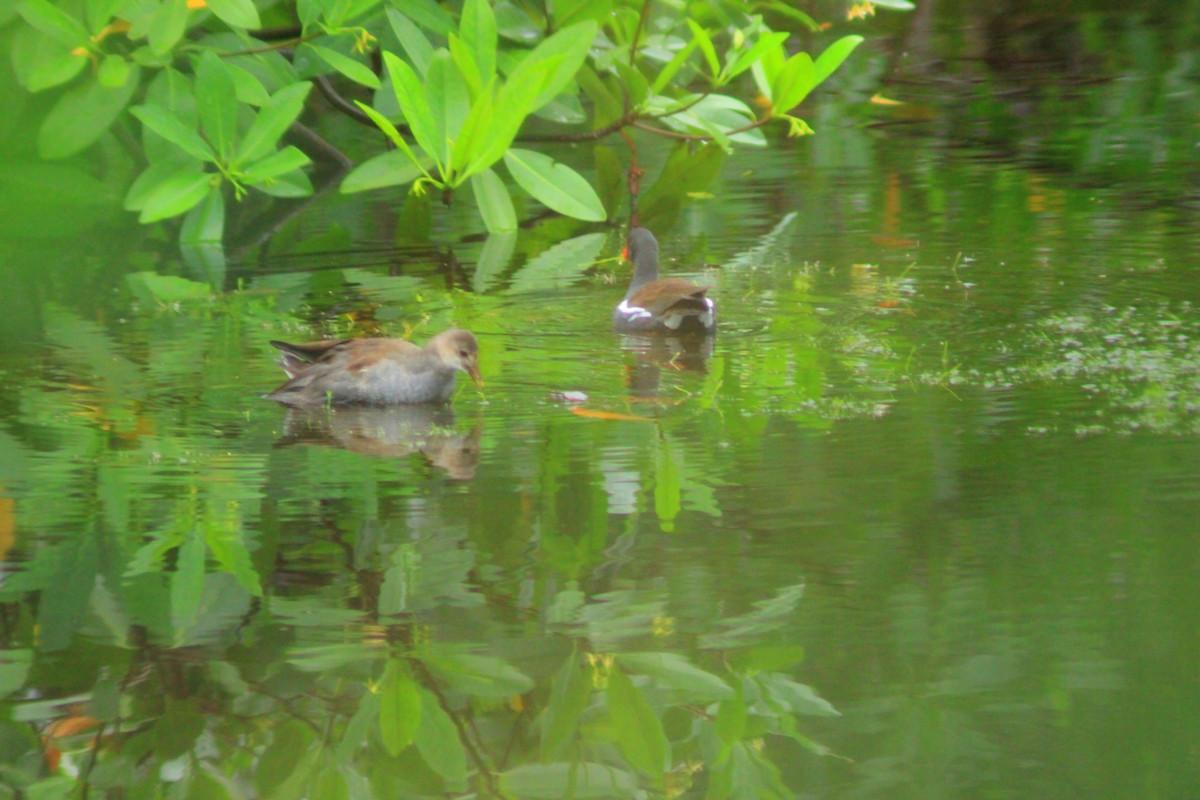 アメリカバン - ML644319892