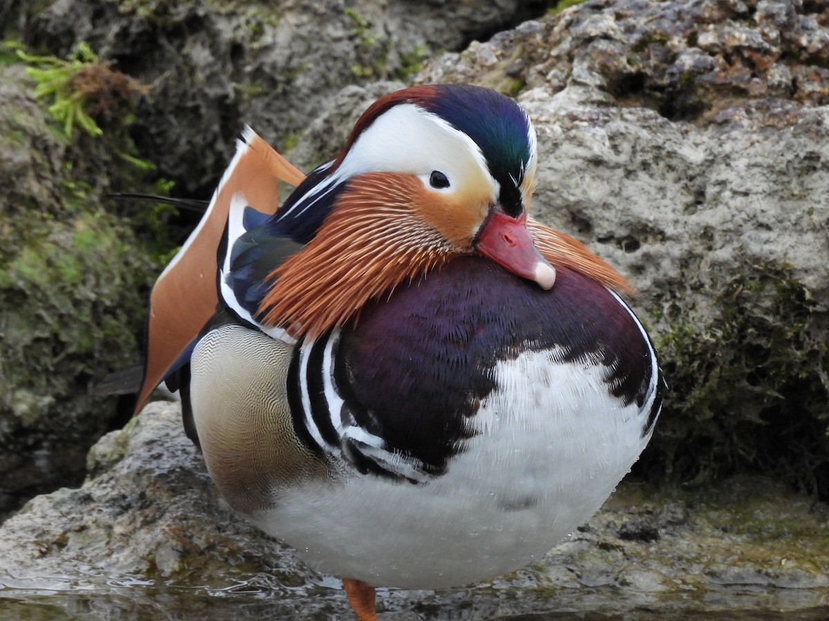 Pato Mandarín - ML644319897