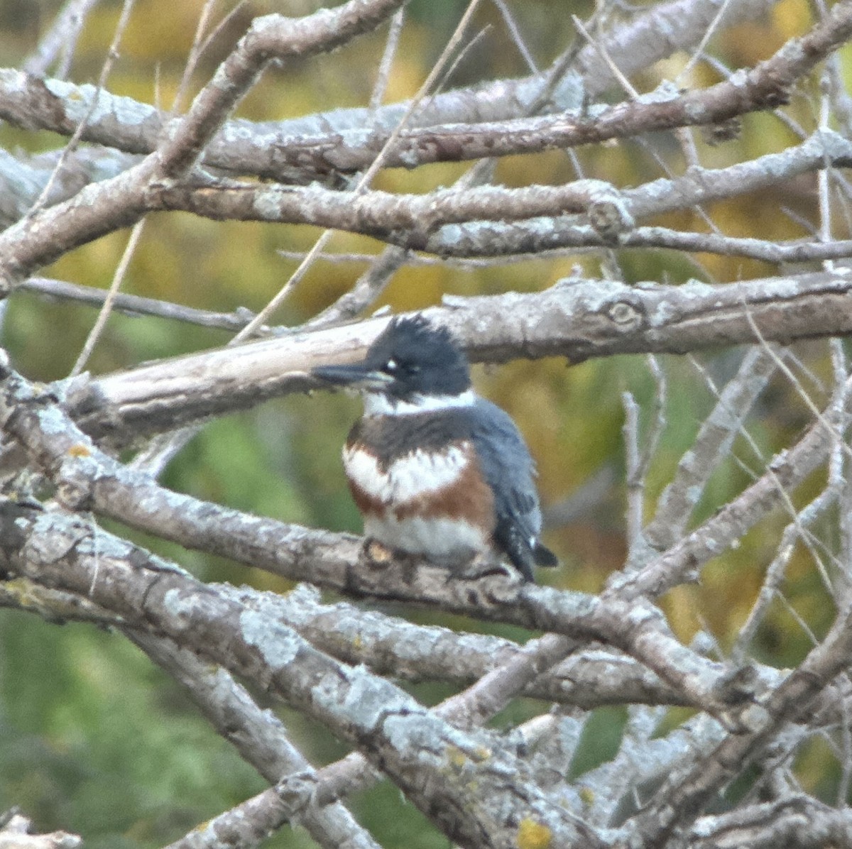 Belted Kingfisher - ML644319898