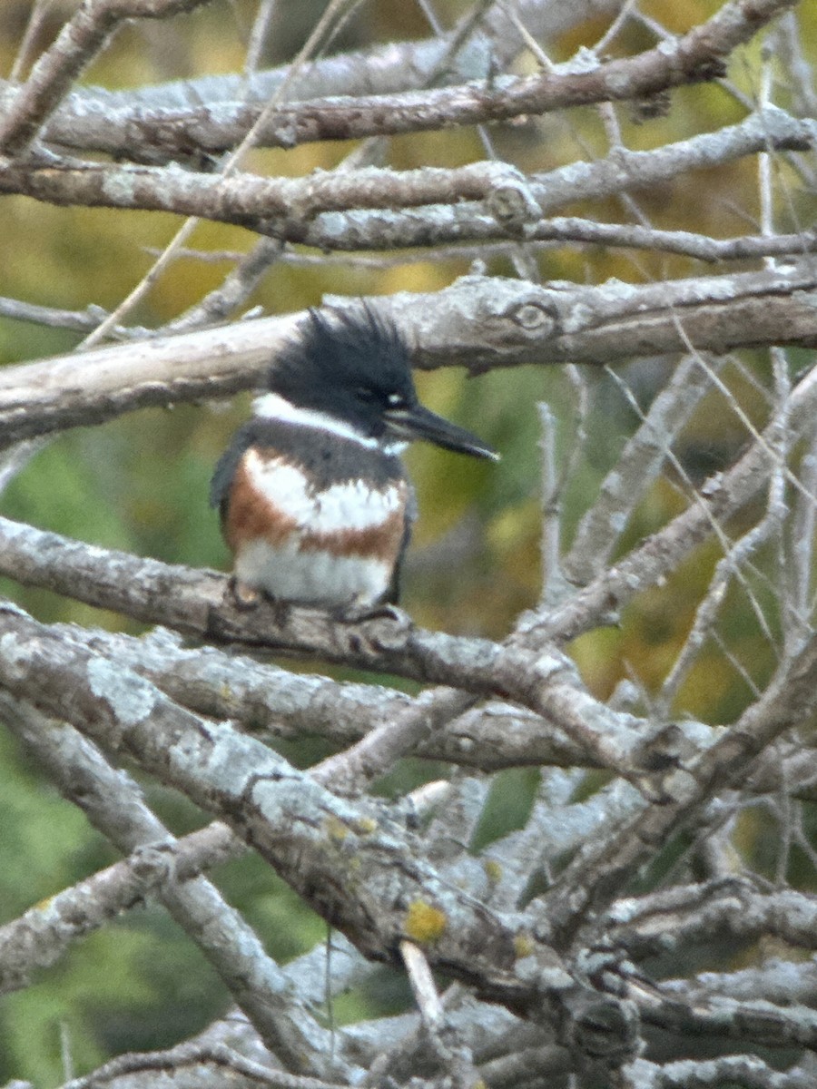 Belted Kingfisher - ML644319902