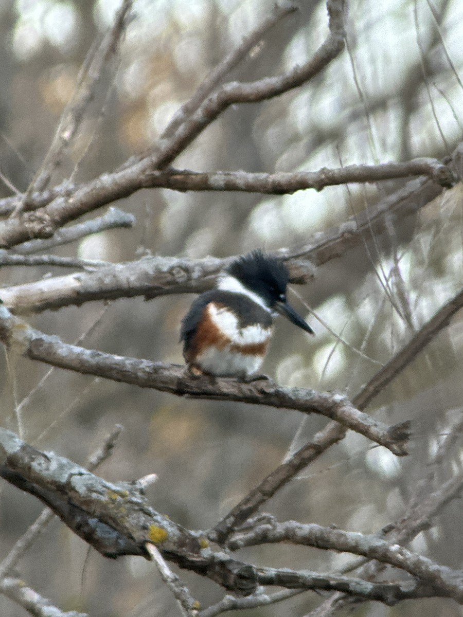 Belted Kingfisher - ML644319905