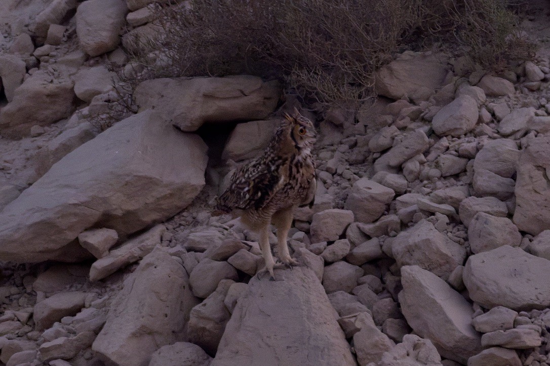 Wüstenuhu - ML644319931