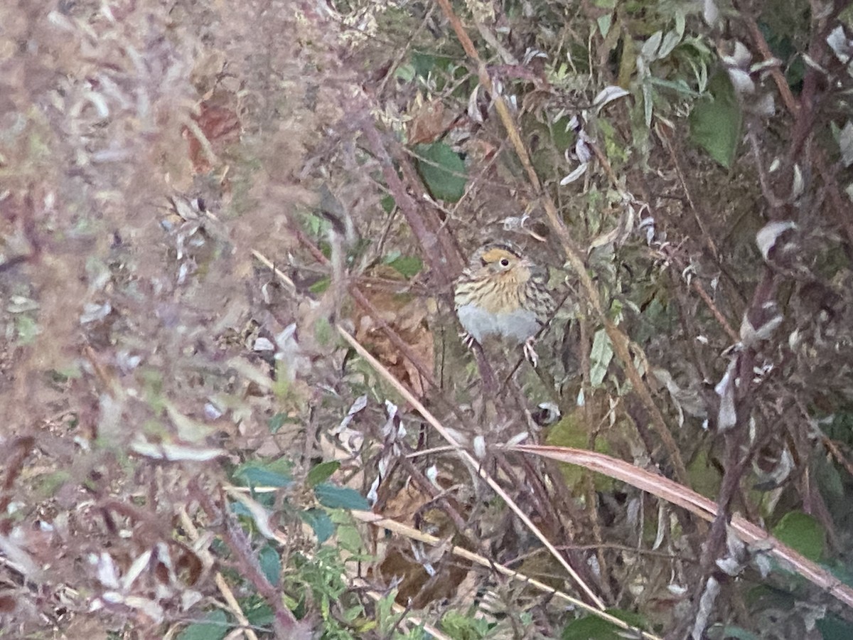 gråørespurv - ML644319940