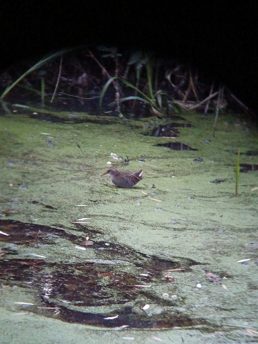 Water Rail - ML644319941