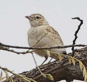 Fawn-colored Lark (Fawn-colored) - ML644319950