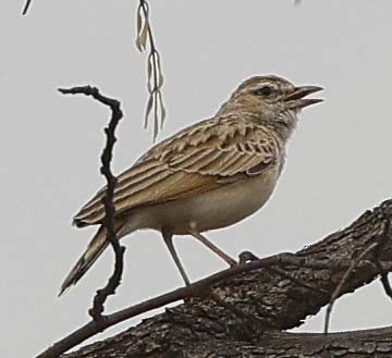 Fawn-colored Lark (Fawn-colored) - ML644319951