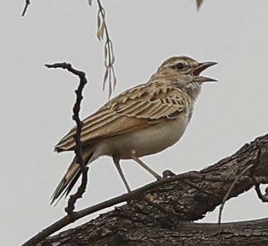 Fawn-colored Lark (Fawn-colored) - ML644319952