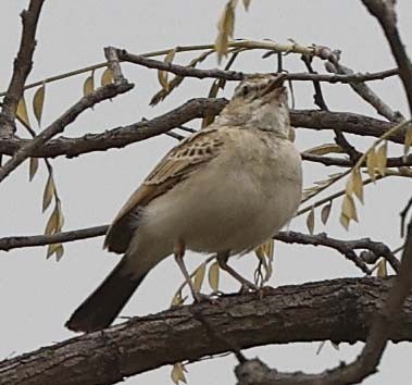 Fawn-colored Lark (Fawn-colored) - ML644319953