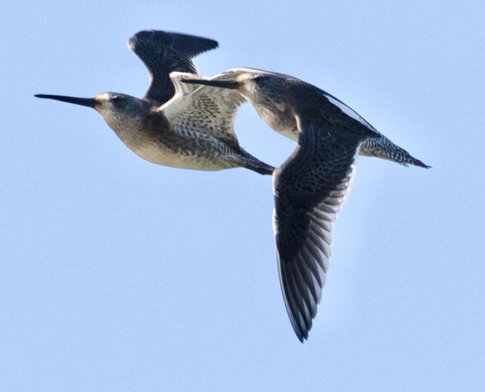 Хараалжин цууцил - ML644319954