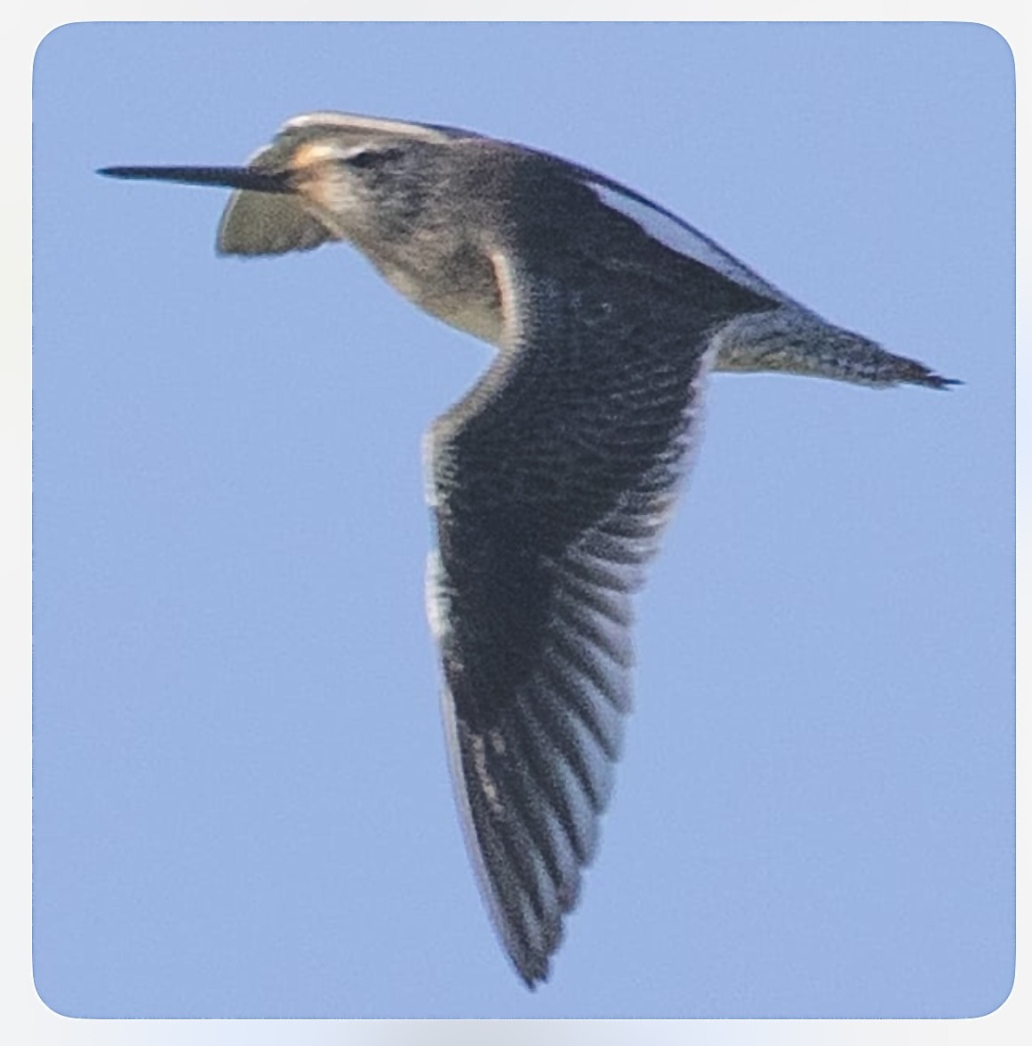 Хараалжин цууцил - ML644319955