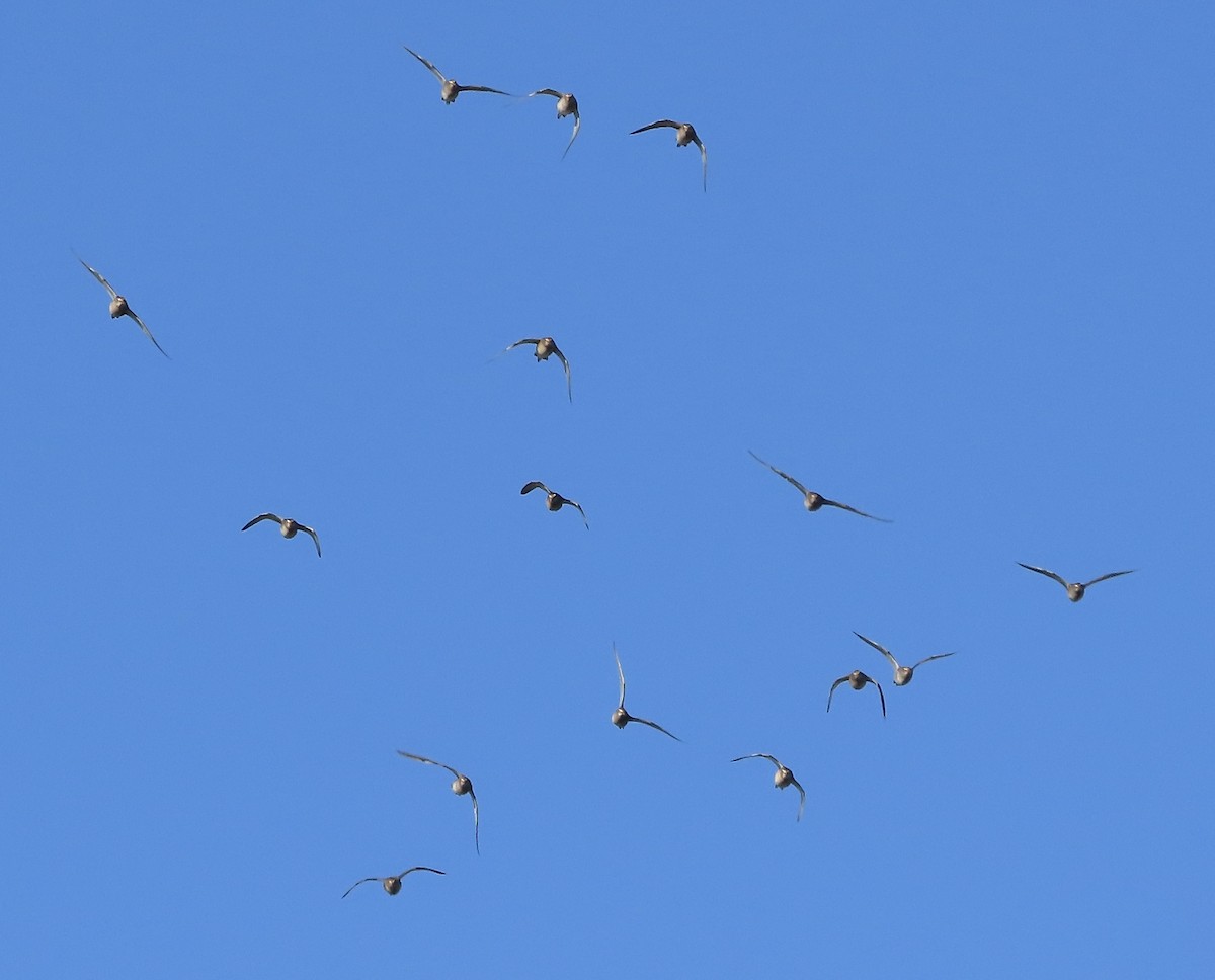 Хараалжин цууцил - ML644319956