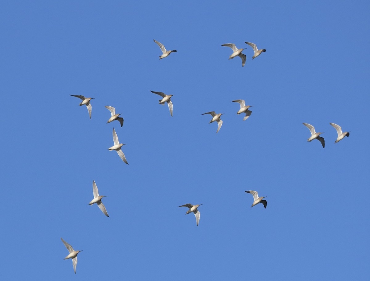 Хараалжин цууцил - ML644319957