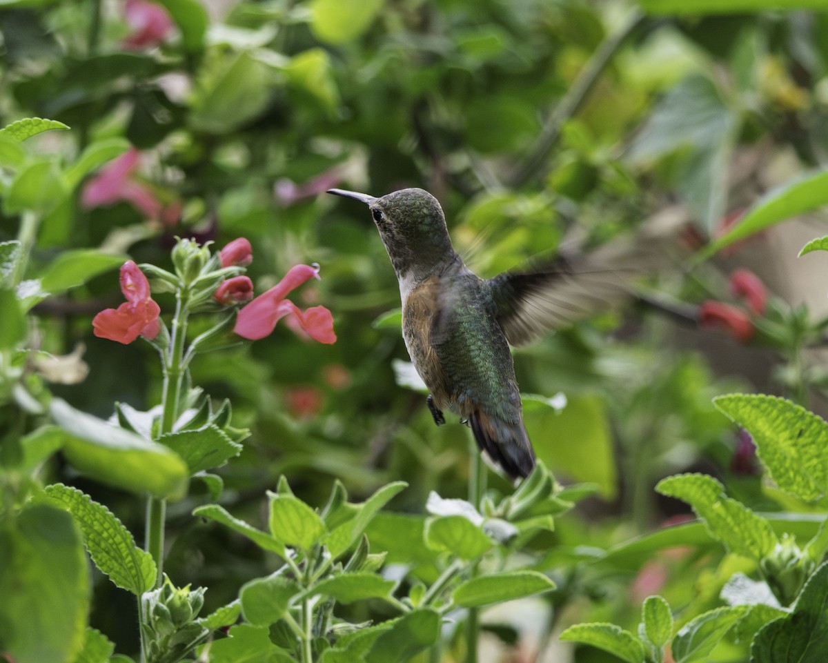 Rufous Hummingbird - ML644319958