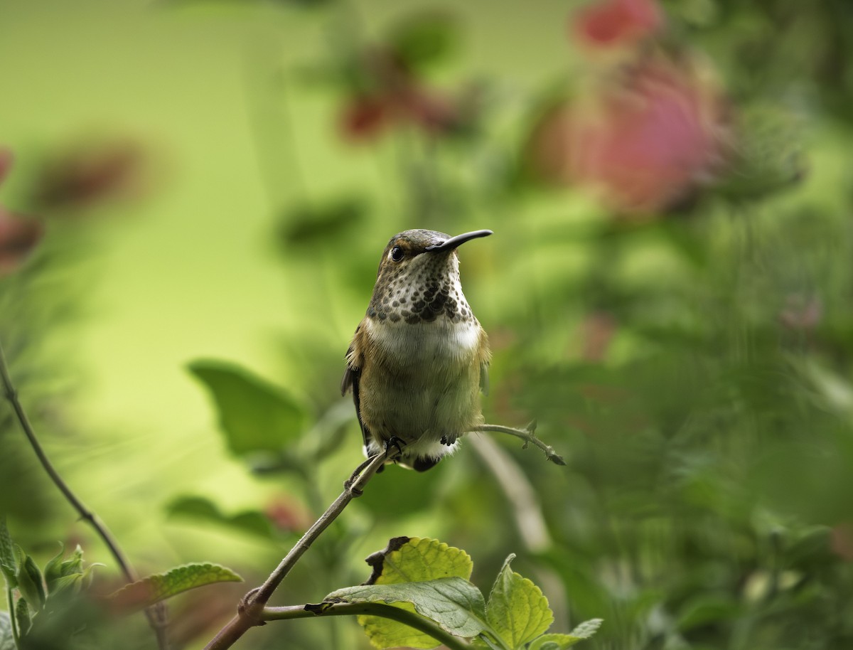 Rufous Hummingbird - ML644319959