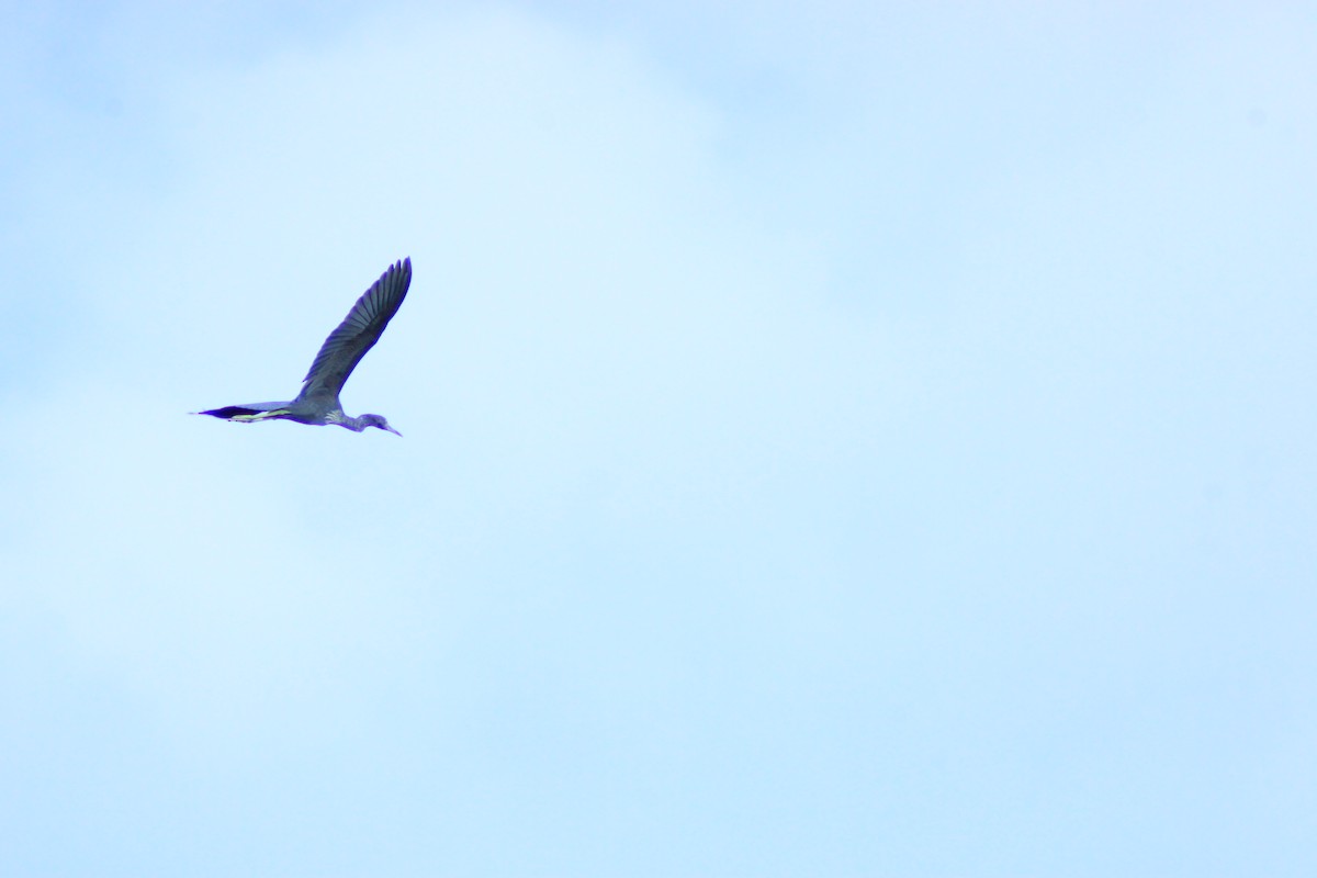 Little Blue Heron - ML644319962