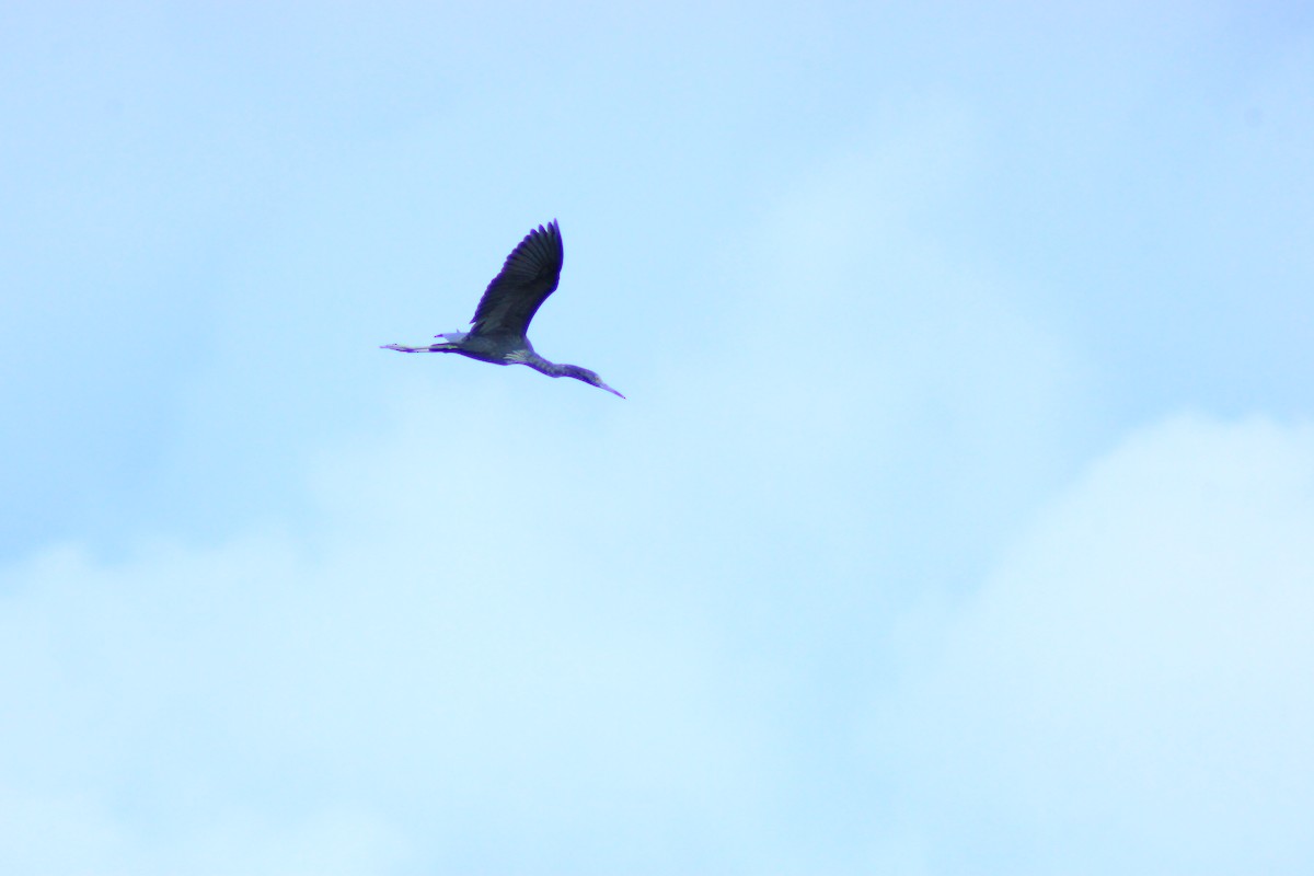 Little Blue Heron - ML644319963