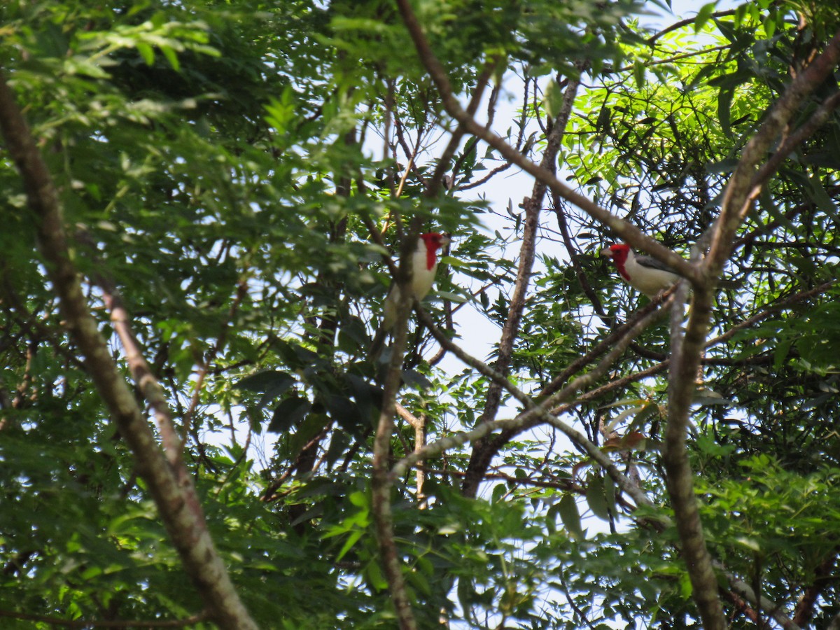 Red-crested Cardinal - ML644319969