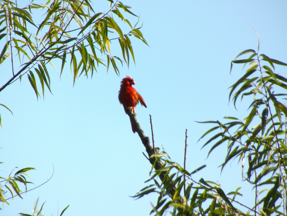 kardinál červený - ML644319976
