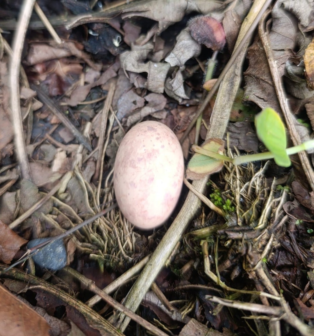 pauraquenattravn - ML644319978