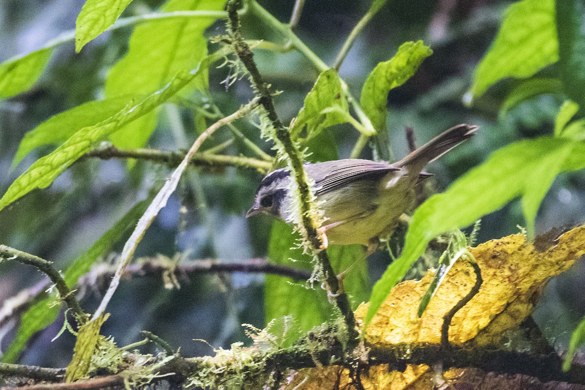 costaricaparula - ML644319986