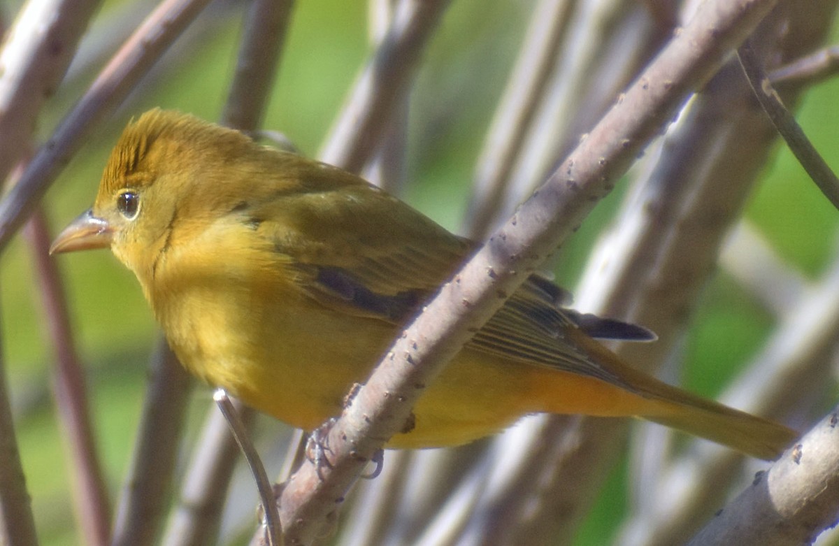 Summer Tanager - ML644319989