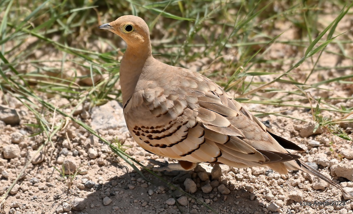 Ganga azpiarrea - ML644319990