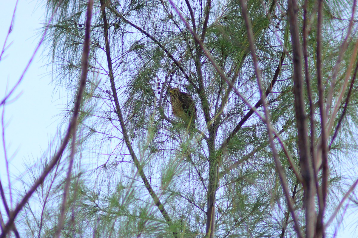 Roadside Hawk - ML644320000