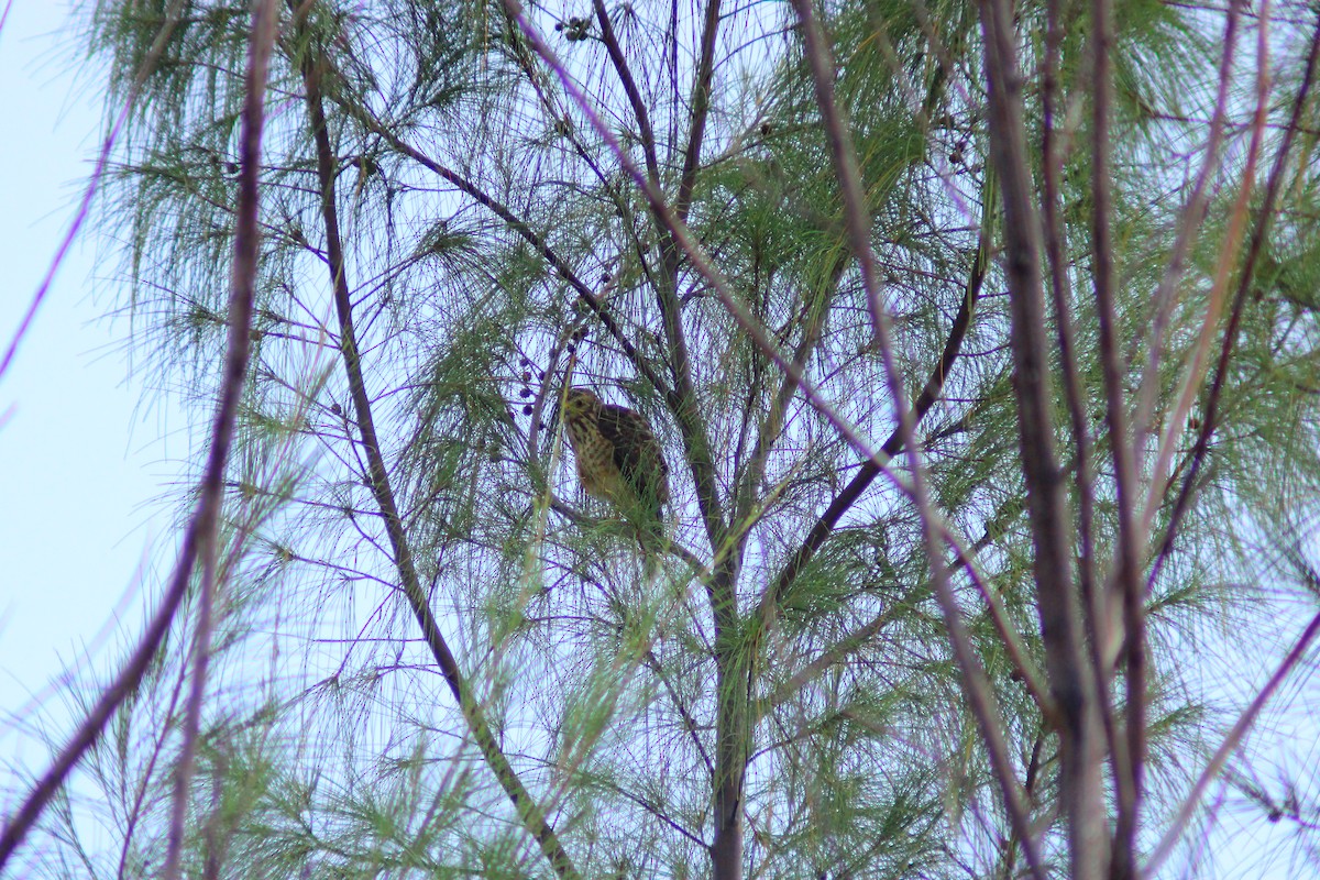 Roadside Hawk - ML644320001