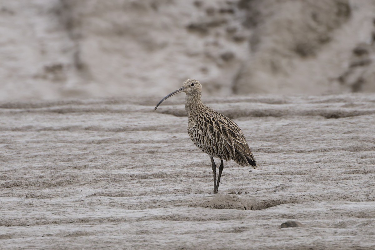 Eurasian Curlew - ML644320003