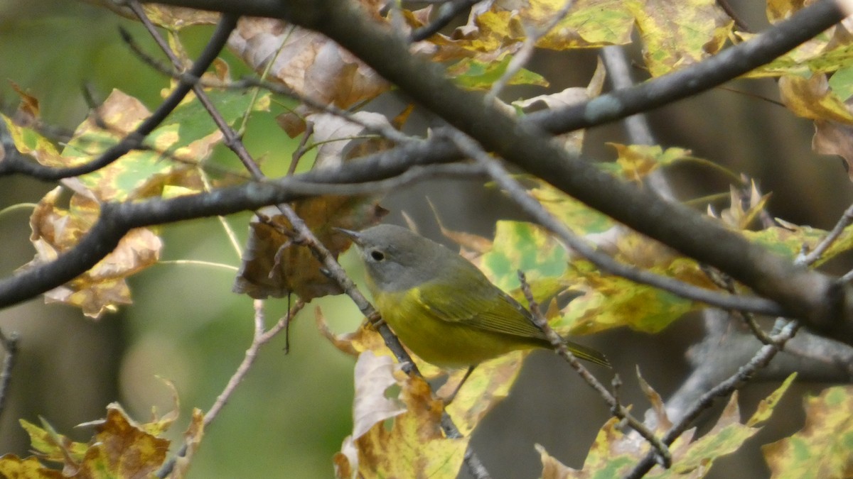 ズアカアメリカムシクイ - ML644320005