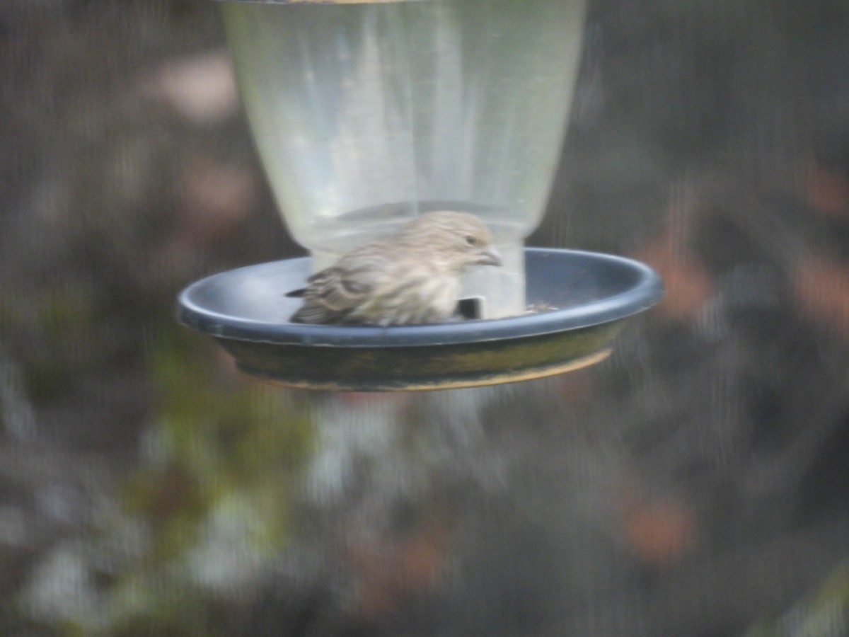 Camachuelo Mexicano - ML644320015