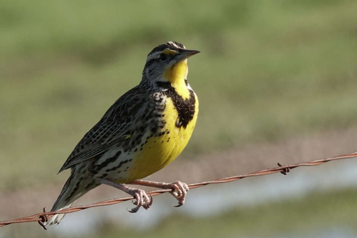 prærielerketrupial - ML644320016