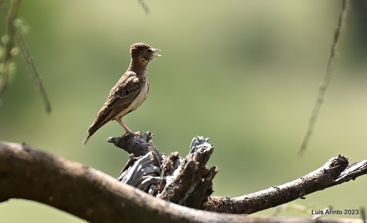 Fischer's Sparrow-Lark - ML644320017